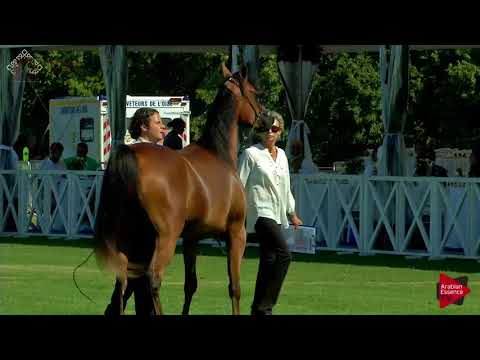 N.26 DHAI AL SAKAB - Chantilly 2018 AHO World Cup - 2 Years Old Fillies (Class 2B)