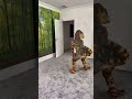 Jurassic World Dinosaur Shows