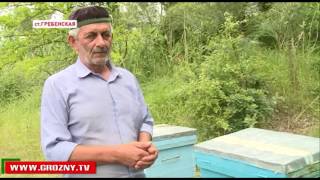 Ваха Зулумханов уже 15 лет занимается пчеловодством