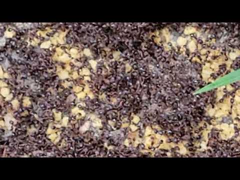 A Huge Nest of Ants Found on the Sidewalk in...
