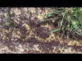 A Huge Nest of Ants Found on the Sidewalk in Jamesburg, NJ