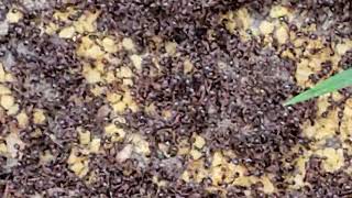 Watch video: A Huge Nest of Ants Found on the Sidewalk in...