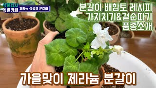 제라늄 분갈이 하는법, 가지치기, 삽목, 배합토 비율과 분갈이 꿀팁!!