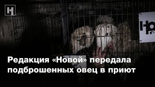 Редакция «Новой» передала подброшенных овец в приют