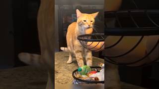 Orange Cats #cat #cute #catvideo #cutecat #funnyvideo