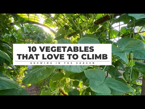10 Vegetables that LOVE TO CLIMB: Growing in the Garden