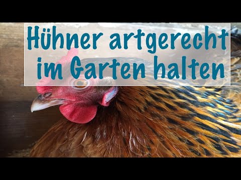Hühner artgerecht im Garten halten / Was brauchen Hühner?