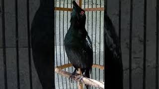 Download lagu masteran cucak Keling gacor mp3