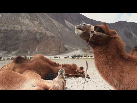 Eryon Stocker & HamzeH pres. Finality - Dreamers (Short Promo Video)