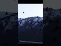 unkindness at its best A noisy flock of Ravens
