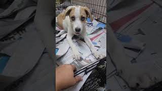Video preview image #1 Labbe Puppy For Sale in Virginia Beach, VA, USA
