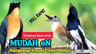 Download lagu TERBUKTI AMPUH, MERANGSANG EMOSI TLEDEKAN GUNUNG, SRDC DAN KACER mp3 Download lagu TERBUKTI AMPUH, MERANGSANG EMOSI TLEDEKAN GUNUNG, SRDC DAN KACER mp3