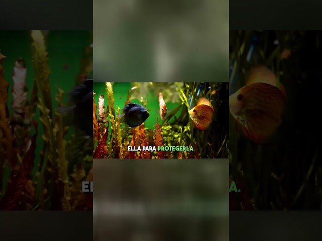 Vídeo relacionado con Generico Fregona para la deposición de huevos - Para acuática - Fregona flotante para la cría de huevos de pescado de fibra blanda | Trampa profesional para esporas, depósito de agua