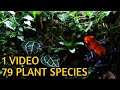My Entire Vivarium Plant Collection - A Complete Tour