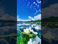If you've never seen the "water poplar flowers" of Lugo Lake, Duane will feast your eyes on it#viral