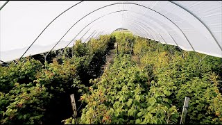 Embedded Video: https://www.youtube.com/watch?v=t7CJlCjRPb8