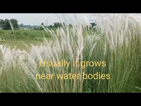 Saccharum spontaneum, a beautiful grass, Jamtara Forest Division, Jharkhand, Dr. Sanjeet Kumar