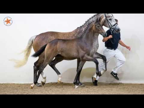 24. O Look At Me (Glock's Toto Jr. x Charmeur) - www.prinsjesdag.eu