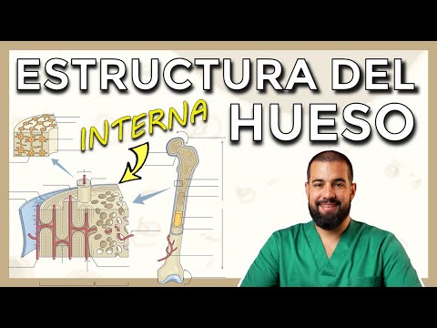Anatomy of BONE. Internal structure. HAVERS SYSTEM. OSTEON. Histological sections.