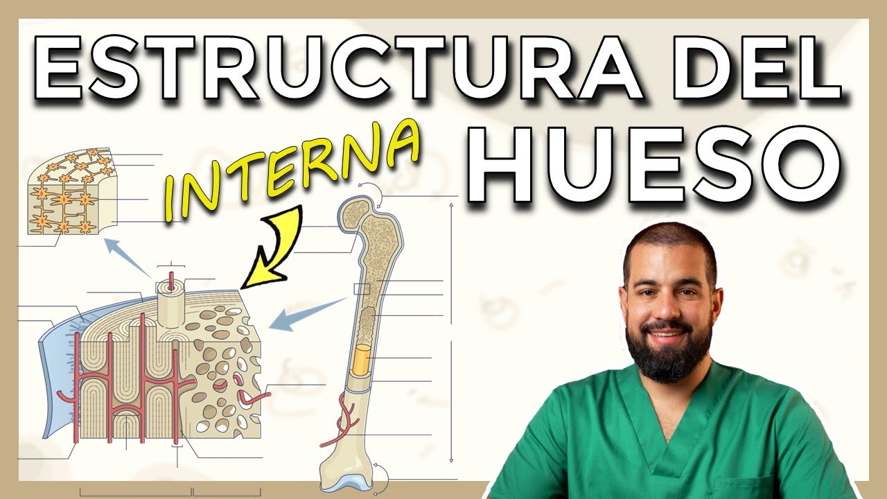 Anatomía del HUESO. Estructura interna. SISTEMA DE HAVERS. OSTEONA. Cortes histológicos.