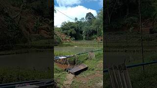 Download lagu Suling sunda merdu dengan pemandangan alam yang indah#Shorts mp3