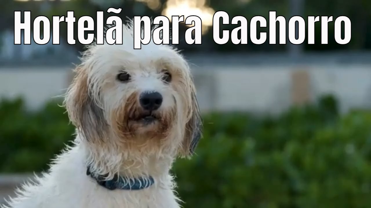 Hortelã para Cachorro: Benefícios e Uma Receita de Petisco