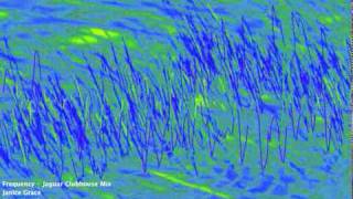 Janice Grace 'Frequency' Jaguar Clubhouse original mix