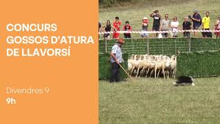 Reviu l’emoció del Concurs de Gossos d’Atura de Llavorsí