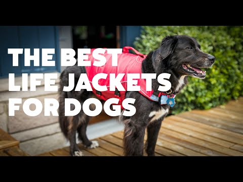 The Best Life Jackets For Dogs | Rover.com