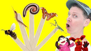 Bugs Part 3 | Pop Sticks Song with Matt | Dream English Kids