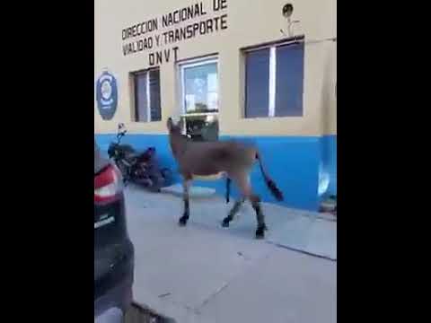 BURRITO SOLICITA LICENCIA 🦌TRANSITO DE TALANGA, TRAMITEN LA LICENCIA AL BURRITO POR FAVOR 🦌