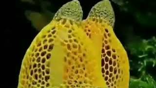 Download lagu Syeikh Muhammad Thaha Al -Junayd | @sahabatsurga mp3