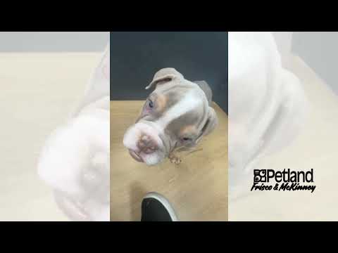 English Bulldog - 40146 video preview