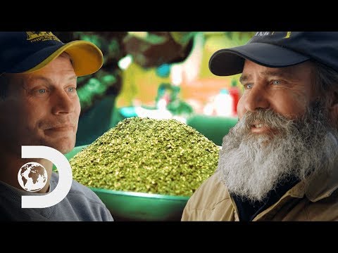 黃金礦工為爭奪誰開採的黃金最多而下注13萬美元!| 淘金者 (Gold Miners Bet $130,000 Over Who Mines The Most Gold! | Gold Divers)