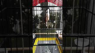 Download lagu Cendet ' Master piece' mewah tengkek buto sambung kunti || Jember mp3