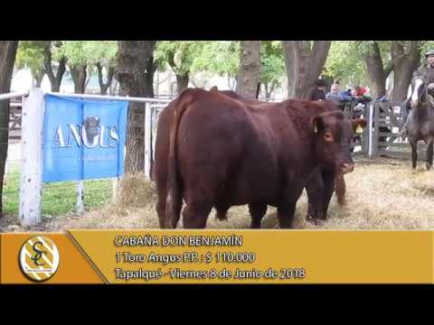 08-06-18 Venta de Toros P.P. - Cabaña Don Benjamín - Tapalqué.
