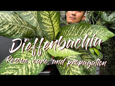 , title : 'Dieffenbachia rescue by propagation and some care tips!'