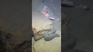 I catching seafood on the seafloor.-P1027-4#fishing #ocean #deepsea #nature #beach