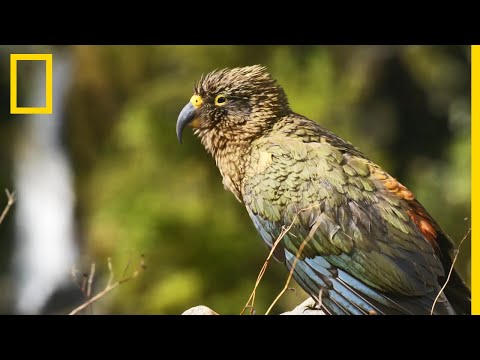 Un drôle de perroquet montagnard