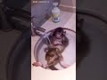 Lagi Mandi Biar Bersi