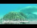 Blue Bay Divers Bangka - Be lucky and Dive with Dugong, Blue Bay Divers, Sahaung Island, Nord Sulawesi, Indonesien, Sulawesi
