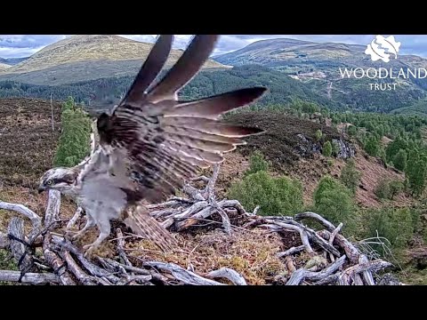 Louis the Loch Arkaig Osprey visits his old nest bringing moss 28 May 2022 (slo-mo)