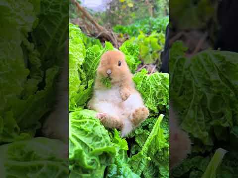 Rabbit eats cabbage while working with grandpa Cute pet debut plan Rabbit Rural cute pet