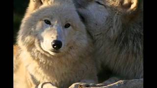 Moonspell- Wolves from the fog