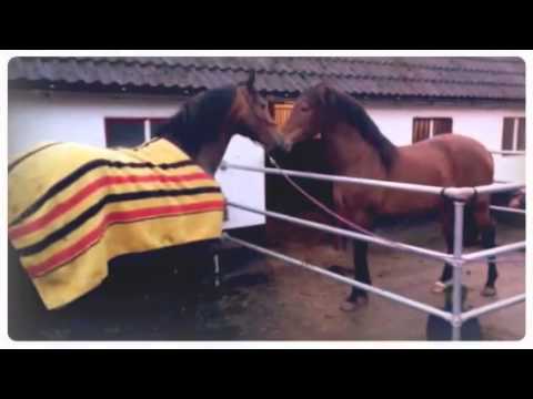 Snuffel kennismaking hengsten Perfecto en Ziwi  (Created wi