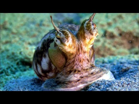 Papua New Guinea's Hidden Reef - The World's Most Diverse Underwater Eden