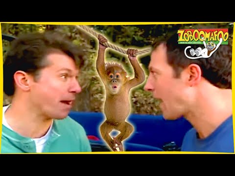 🐘 Zoboomafoo | Full Episodes Compilation 1 | with the Kratt Brothers! HD 🐘