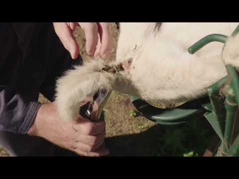 Lamb Marking Best Practice Series: Tail Docking with Rings