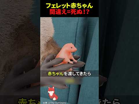 ㊗️700万回再生‼︎ フェレットが赤ちゃんを渡してきたら絶対に返すべき理由