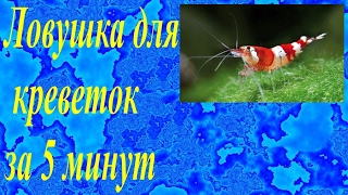 Как правильно ловить креветку на ловушки